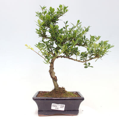 Izbová bonsai - Ilex crenata - Cezmína