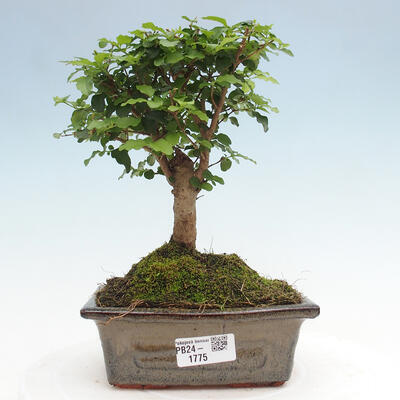 Izbová bonsai -Ligustrum chinensis - Vtáčí zob - 1