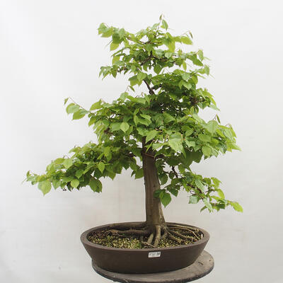 Vonkajší bonsai - Hrab obyčajný - Carpinus betulus - 1