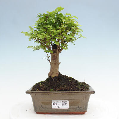 Izbová bonsai -Ligustrum chinensis - Vtáčí zob - 1