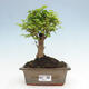 Izbová bonsai -Ligustrum chinensis - Vtáčí zob - 1/3