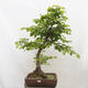 Vonkajší bonsai - Hrab obyčajný - Carpinus betulus - 1/5