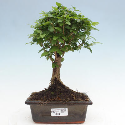 Izbová bonsai -Ligustrum chinensis - Vtáčí zob - 1