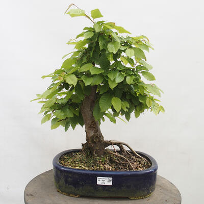 Vonkajší bonsai - Hrab obyčajný - Carpinus betulus - 1