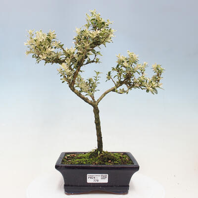 Izbová bonsai - Serissa foetida Variegata - Strom tisíce hviezd - 1