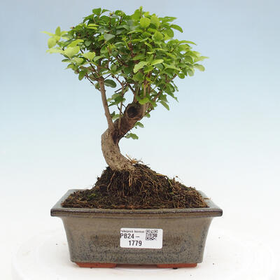 Izbová bonsai -Ligustrum chinensis - Vtáčí zob - 1