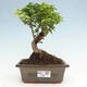 Izbová bonsai -Ligustrum chinensis - Vtáčí zob - 1/3