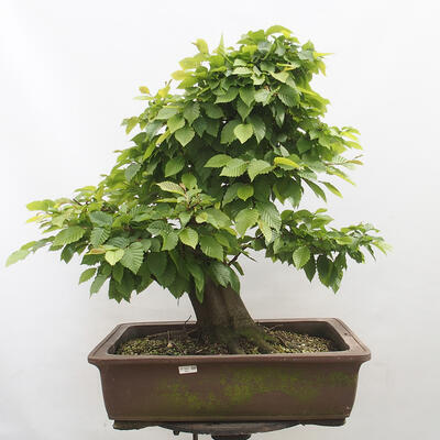 Vonkajší bonsai - Hrab obyčajný - Carpinus betulus - 1