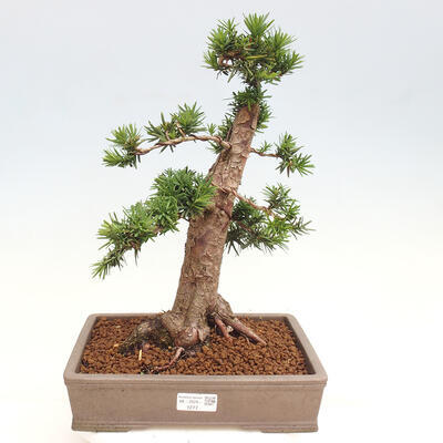 Vonkajší bonsai - Taxus cuspidata - Tis japonský - 1