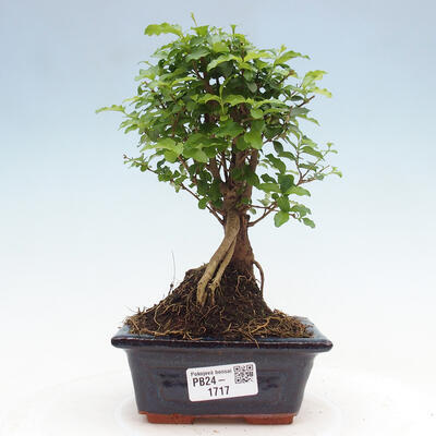 Izbová bonsai -Ligustrum chinensis - Vtáčí zob - 1