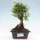 Izbová bonsai -Ligustrum chinensis - Vtáčí zob - 1/3