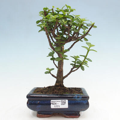 Izbová bonsai - Portulakaria Afra - Tlustice - 1