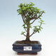 Izbová bonsai - Portulakaria Afra - Tlustice - 1/2