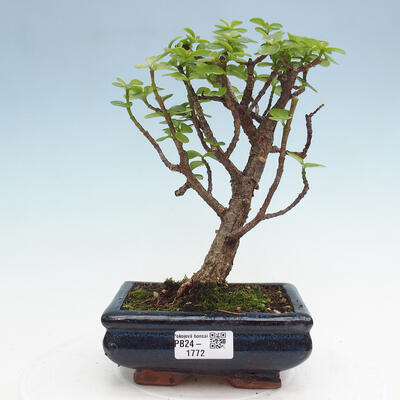 Izbová bonsai - Portulakaria Afra - Tlustice - 1