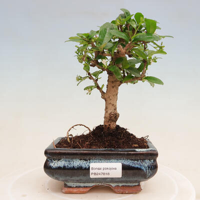 Izbová bonsai - Carmona macrophylla - Čaj fuki - 1