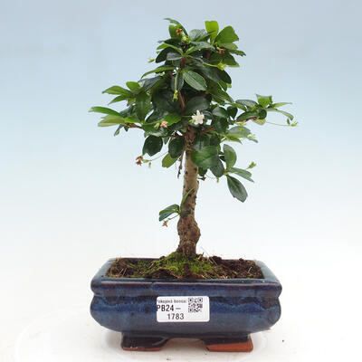 Izbová bonsai - Carmona macrophylla - Čaj fuki - 1