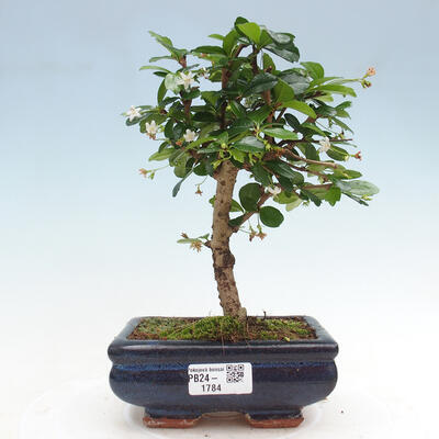 Izbová bonsai - Carmona macrophylla - Čaj fuki - 1