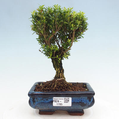 Izbová bonsai - Buxus harlandii - korkový buxus - 1