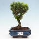 Izbová bonsai - Buxus harlandii - korkový buxus - 1/3