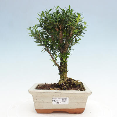 Izbová bonsai - Buxus harlandii - korkový buxus - 1