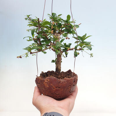 Kokedama v keramike - Čaj-fuki - Carmona macrophylla - 1