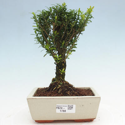 Izbová bonsai - Buxus harlandii - korkový buxus - 1