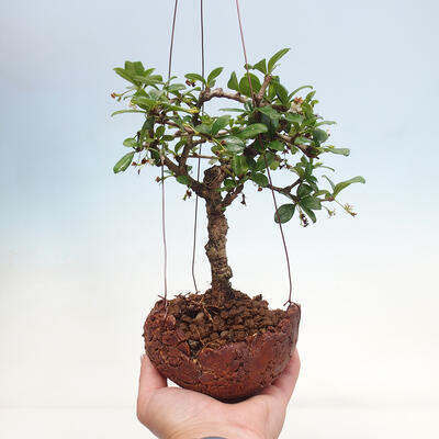 Kokedama v keramike - Čaj-fuki - Carmona macrophylla - 1