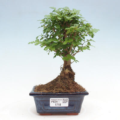 Izbová bonsai -Ligustrum chinensis - Vtáčí zob - 1