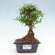 Izbová bonsai -Ligustrum chinensis - Vtáčí zob - 1/3