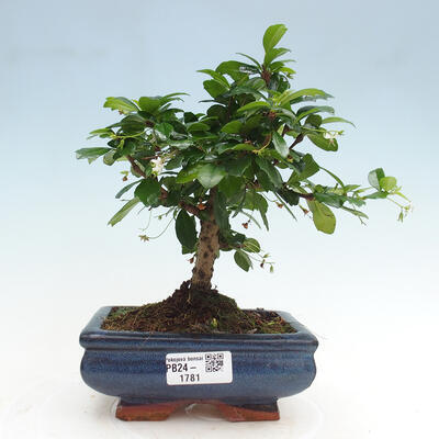 Izbová bonsai - Carmona macrophylla - Čaj fuki - 1