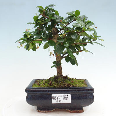 Izbová bonsai - Carmona macrophylla - Čaj fuki - 1