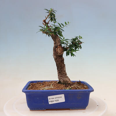 Izbová bonsai - Olea europaea sylvestris -Oliva evropská drobnolistá - 1