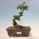 Izbová bonsai - Olea europaea sylvestris -Oliva evropská drobnolistá - 1/6