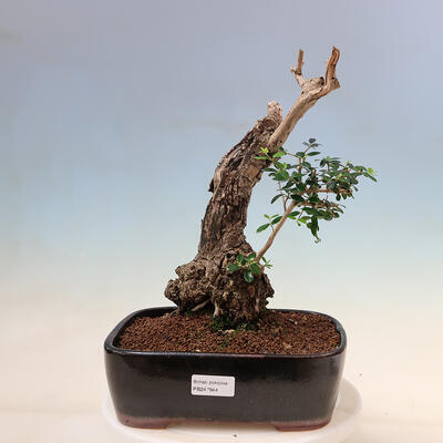 Izbová bonsai - Olea europaea sylvestris -Oliva evropská drobnolistá - 1