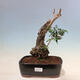 Izbová bonsai - Olea europaea sylvestris -Oliva evropská drobnolistá - 1/7