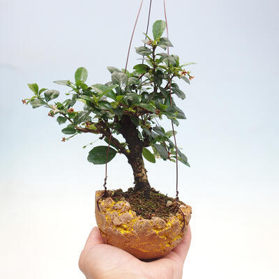 Kokedama v keramike - Čaj-fuki - Carmona macrophylla - 1