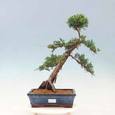 Vonkajší bonsai - Juniperus chinensis -Jalovec čínsky - 1