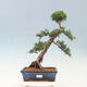 Vonkajší bonsai - Juniperus chinensis -Jalovec čínsky - 1/4