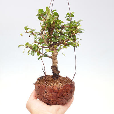 Kokedama v keramike - Čaj-fuki - Carmona macrophylla - 1