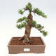 Vonkajší bonsai - Taxus cuspidata - Tis japonský - 1/6