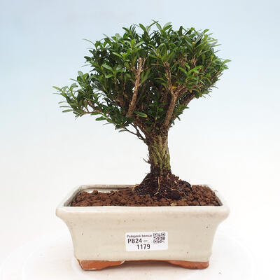 Izbová bonsai - Buxus harlandii - korkový buxus - 1