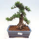 Vonkajší bonsai - Taxus cuspidata - Tis japonský - 1/6