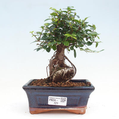 Izbová bonsai - Ulmus parvifolia - malolistá brest - 1