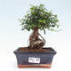 Izbová bonsai - Ulmus parvifolia - malolistá brest - 1/3