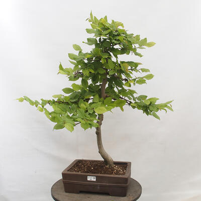 Vonkajší bonsai - Hrab obyčajný - Carpinus betulus - 1