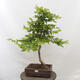 Vonkajší bonsai - Hrab obyčajný - Carpinus betulus - 1/4