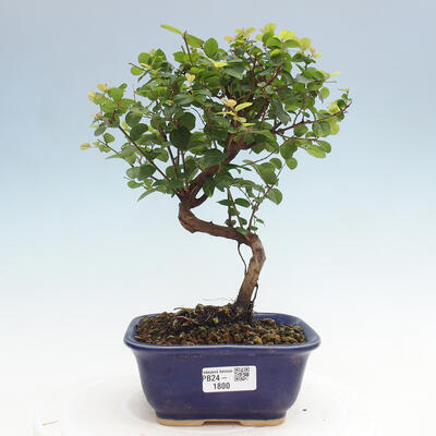 Izbová bonsai - Sagerécia thea - Sagerécia thea - 1