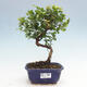 Izbová bonsai - Sagerécia thea - Sagerécia thea - 1/4