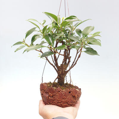 Kokedama v keramike - malolistý ficus - Ficus kimmen - 1