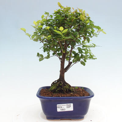 Izbová bonsai - Sagerécia thea - Sagerécia thea - 1